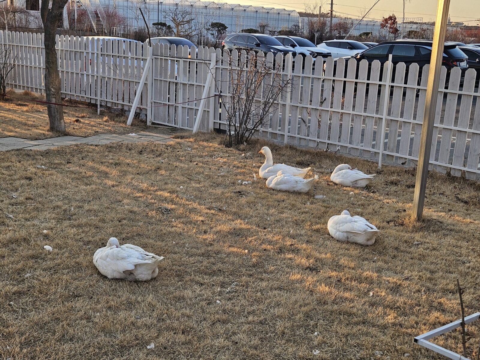 [기타 장소 리뷰] 고양 ‘물구리 빵집’ : 거위 테마 가족형 대형 카페